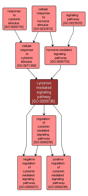 GO:0009736 - cytokinin mediated signaling pathway (interactive image map)