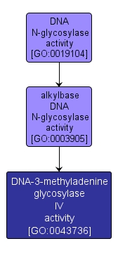 GO:0043736 - DNA-3-methyladenine glycosylase IV activity (interactive image map)