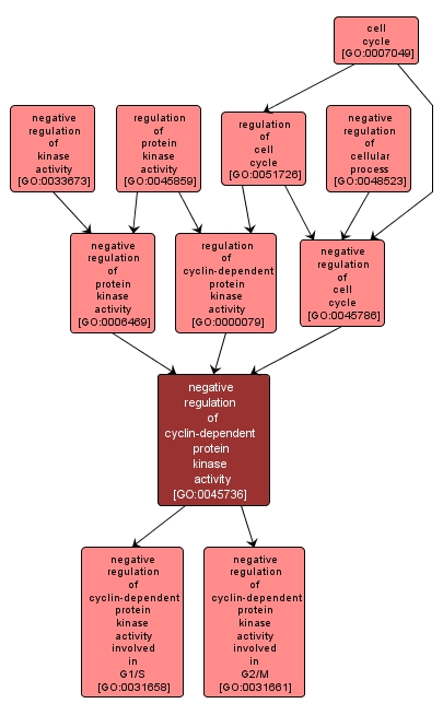 GO:0045736 - negative regulation of cyclin-dependent protein kinase activity (interactive image map)