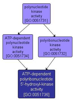 GO:0051736 - ATP-dependent polyribonucleotide 5'-hydroxyl-kinase activity (interactive image map)
