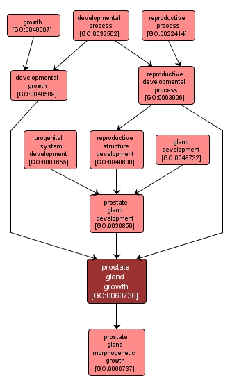 GO:0060736 - prostate gland growth (interactive image map)