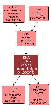 GO:0000737 - DNA catabolic process, endonucleolytic (interactive image map)