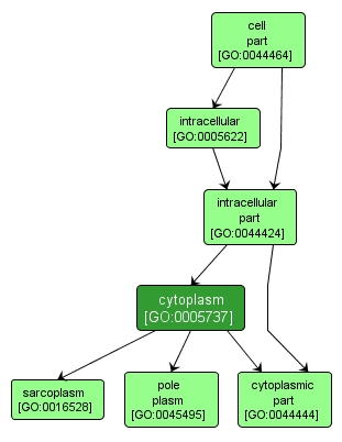 GO:0005737 - cytoplasm (interactive image map)