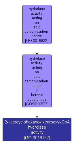 GO:0018737 - 2-ketocyclohexane-1-carboxyl-CoA hydrolase activity (interactive image map)