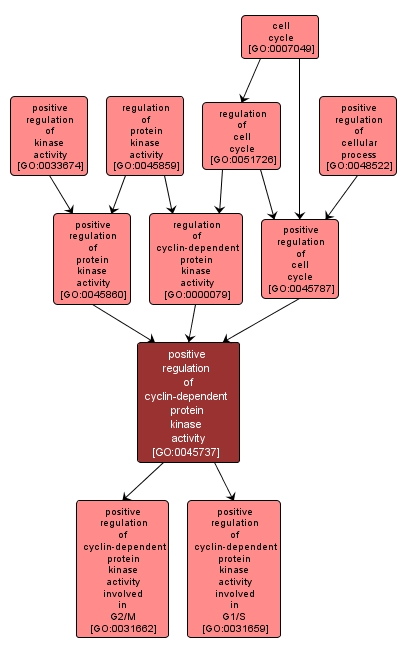 GO:0045737 - positive regulation of cyclin-dependent protein kinase activity (interactive image map)