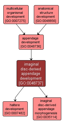 GO:0048737 - imaginal disc-derived appendage development (interactive image map)