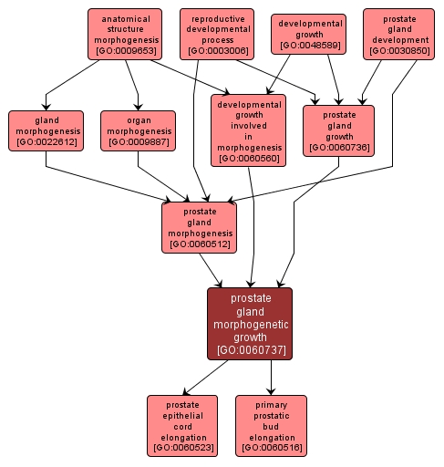 GO:0060737 - prostate gland morphogenetic growth (interactive image map)