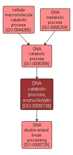GO:0000738 - DNA catabolic process, exonucleolytic (interactive image map)