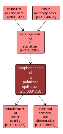 GO:0001738 - morphogenesis of a polarized epithelium (interactive image map)