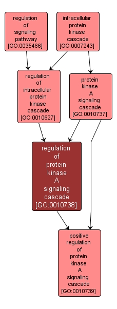 GO:0010738 - regulation of protein kinase A signaling cascade (interactive image map)