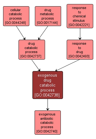 GO:0042738 - exogenous drug catabolic process (interactive image map)