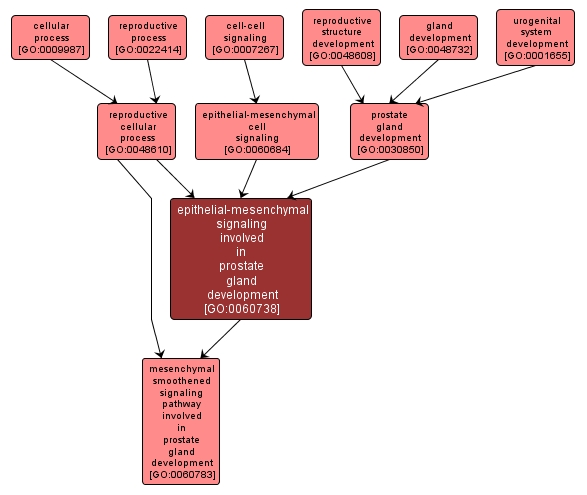 GO:0060738 - epithelial-mesenchymal signaling involved in prostate gland development (interactive image map)