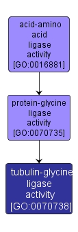 GO:0070738 - tubulin-glycine ligase activity (interactive image map)