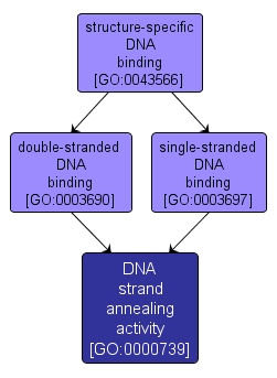 GO:0000739 - DNA strand annealing activity (interactive image map)