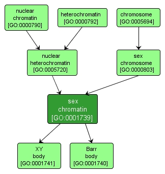 GO:0001739 - sex chromatin (interactive image map)