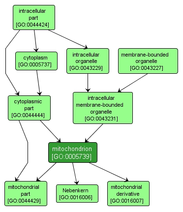 GO:0005739 - mitochondrion (interactive image map)