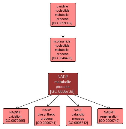 GO:0006739 - NADP metabolic process (interactive image map)