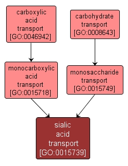 GO:0015739 - sialic acid transport (interactive image map)