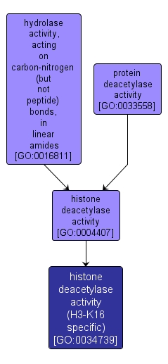 GO:0034739 - histone deacetylase activity (H3-K16 specific) (interactive image map)