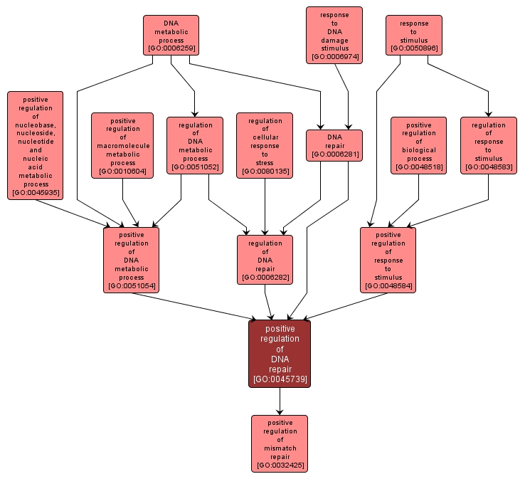 GO:0045739 - positive regulation of DNA repair (interactive image map)