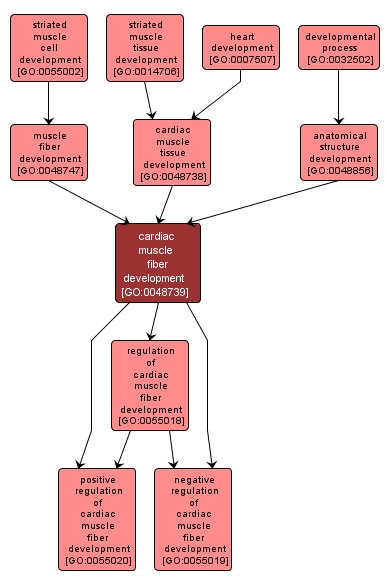 GO:0048739 - cardiac muscle fiber development (interactive image map)