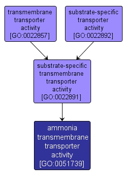 GO:0051739 - ammonia transmembrane transporter activity (interactive image map)