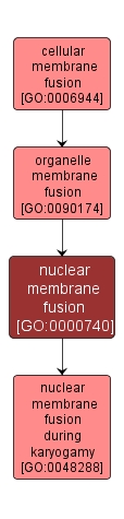 GO:0000740 - nuclear membrane fusion (interactive image map)