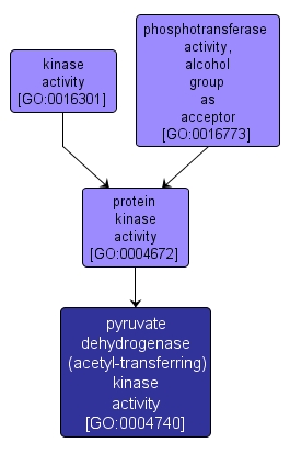 GO:0004740 - pyruvate dehydrogenase (acetyl-transferring) kinase activity (interactive image map)
