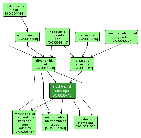 GO:0005740 - mitochondrial envelope (interactive image map)