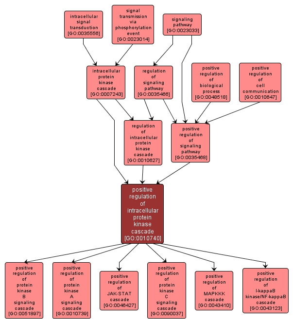 GO:0010740 - positive regulation of intracellular protein kinase cascade (interactive image map)