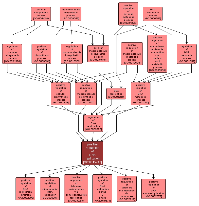 GO:0045740 - positive regulation of DNA replication (interactive image map)