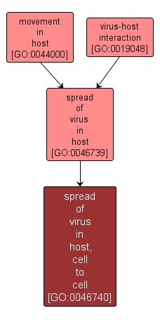 GO:0046740 - spread of virus in host, cell to cell (interactive image map)