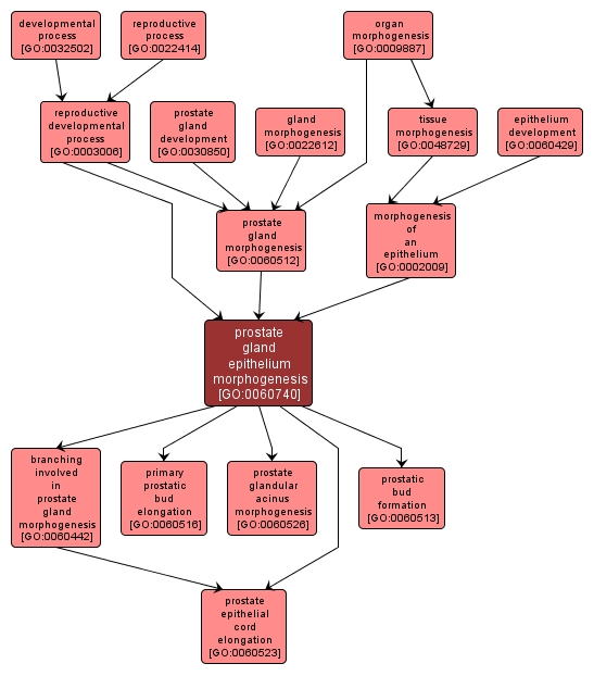 GO:0060740 - prostate gland epithelium morphogenesis (interactive image map)