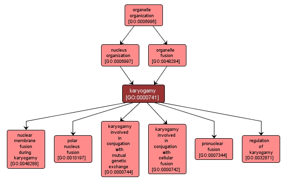 GO:0000741 - karyogamy (interactive image map)