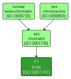 GO:0001741 - XY body (interactive image map)