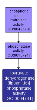 GO:0004741 - [pyruvate dehydrogenase (lipoamide)] phosphatase activity (interactive image map)