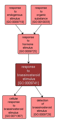 GO:0009741 - response to brassinosteroid stimulus (interactive image map)