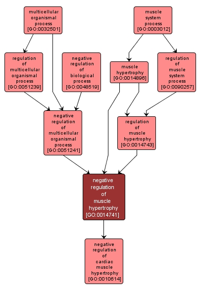 GO:0014741 - negative regulation of muscle hypertrophy (interactive image map)