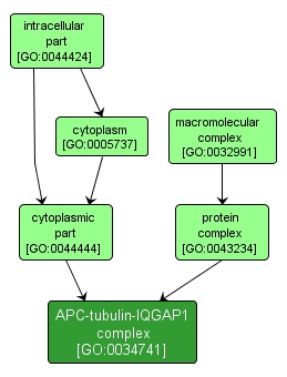 GO:0034741 - APC-tubulin-IQGAP1 complex (interactive image map)