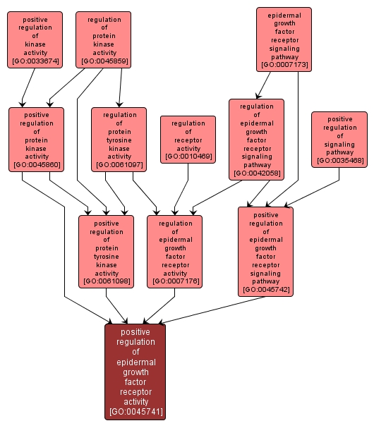 GO:0045741 - positive regulation of epidermal growth factor receptor activity (interactive image map)