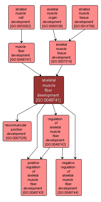 GO:0048741 - skeletal muscle fiber development (interactive image map)