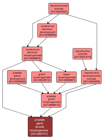 GO:0060741 - prostate gland stromal morphogenesis (interactive image map)