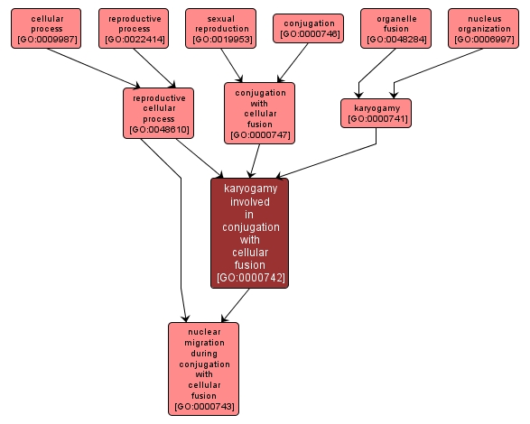 GO:0000742 - karyogamy involved in conjugation with cellular fusion (interactive image map)