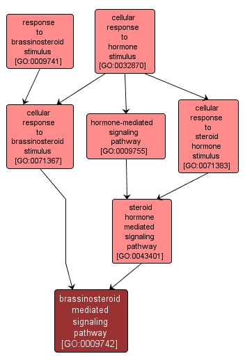 GO:0009742 - brassinosteroid mediated signaling pathway (interactive image map)