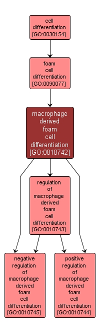 GO:0010742 - macrophage derived foam cell differentiation (interactive image map)