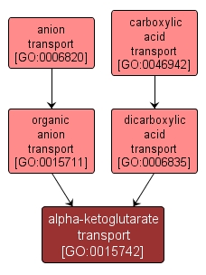 GO:0015742 - alpha-ketoglutarate transport (interactive image map)