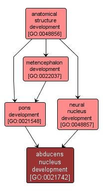 GO:0021742 - abducens nucleus development (interactive image map)