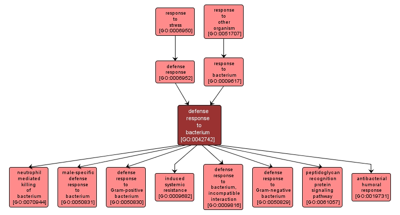 GO:0042742 - defense response to bacterium (interactive image map)