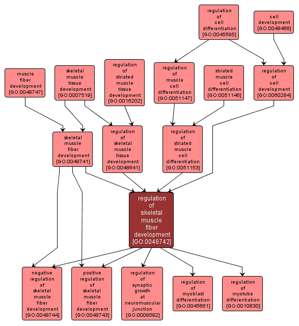 GO:0048742 - regulation of skeletal muscle fiber development (interactive image map)