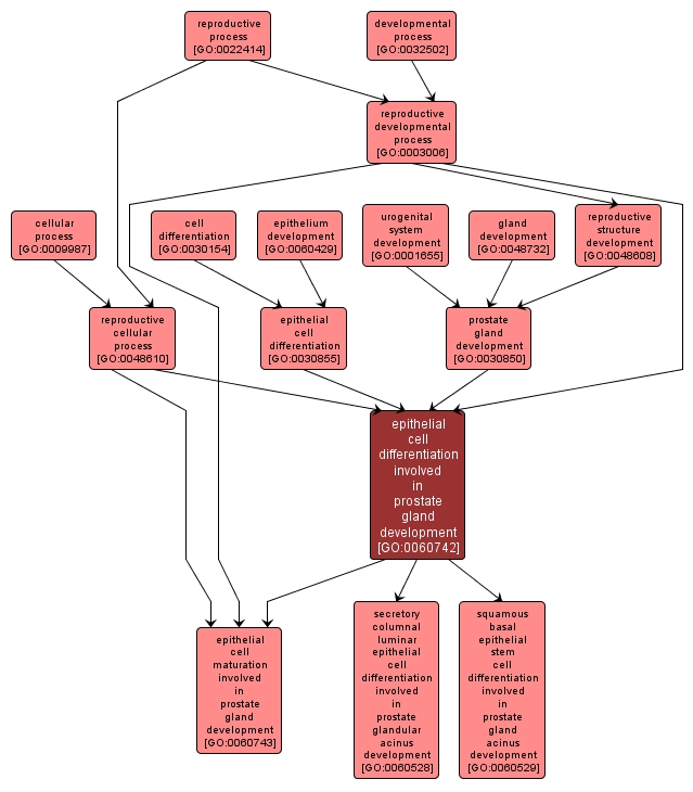 GO:0060742 - epithelial cell differentiation involved in prostate gland development (interactive image map)